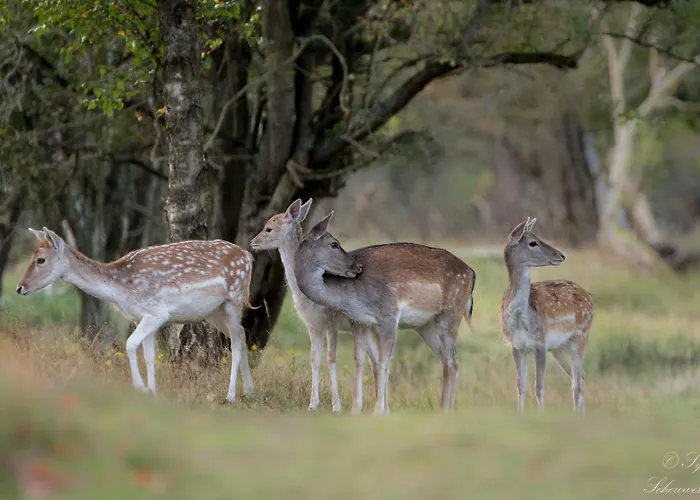 Appartement Meer-c *